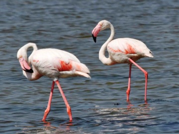 Flamencos en un humedal