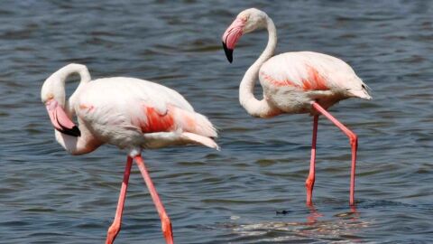 Flamencos en un humedal