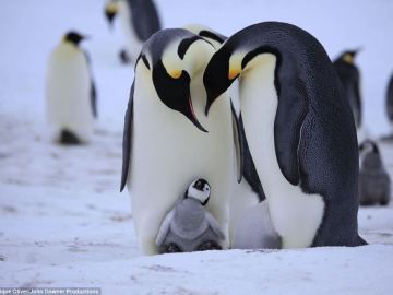 Pingüino con progenitores