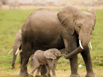 Mamá elefante pasea con su cría