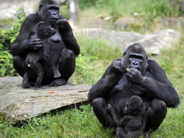 Más de cien primates en el norte de Madrid