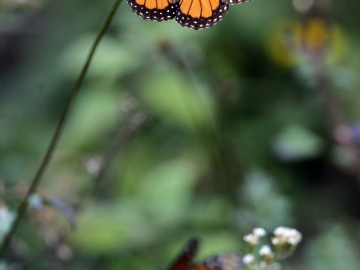 Una mariposa monarca (14-03-2013)