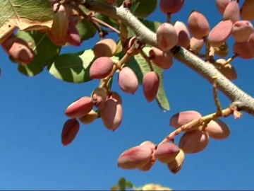 El pistacho es antiestresante y antioxidante