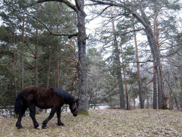 Un caballo en los los Montes de Valsaín, en la Reserva de la Biosfera Sierra de Guadarrama