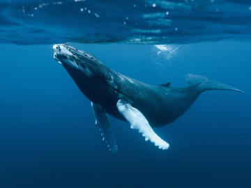 La ballena azul