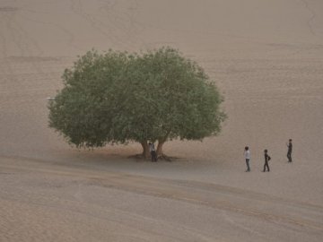 Aumento de la vegetación en los desiertos australianos