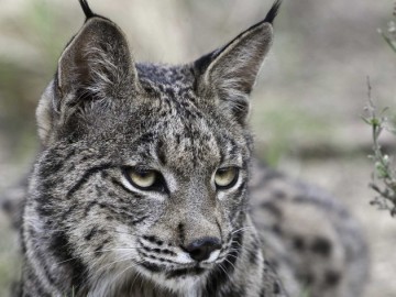 El lince ibérico cuenta con una población de apenas 300 ejemplares