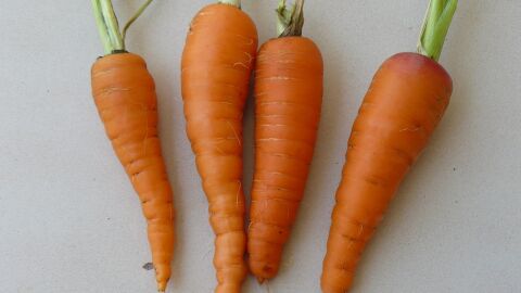 Zanahorias Zanahorias