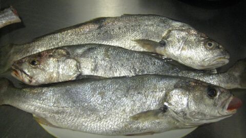 Pescado Pescado