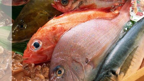 Pescado Pescado
