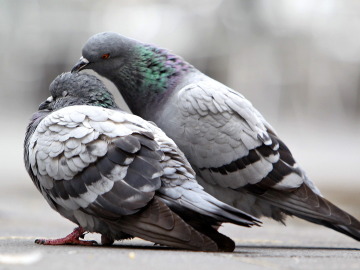 Unas palomas se hacen arrumacos en una calle zaragozana.