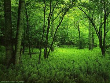 Bosque amazónico