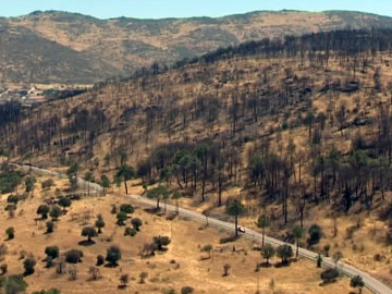 Continúan las labores de reforestación en Robledo de Chavela un año después del incendio