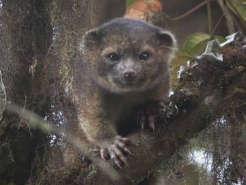 Olinguito (Bassaricycon neblina)