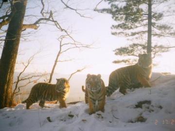 Tigresa siberiana con sus crías (Rusia)