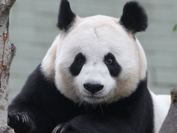 La osa panda Tian Tian.