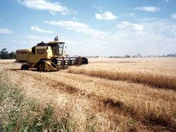 Campos de cultivo