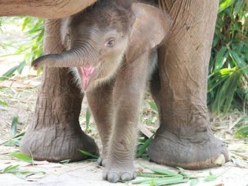 Nace una especie de elefante de Sumatra