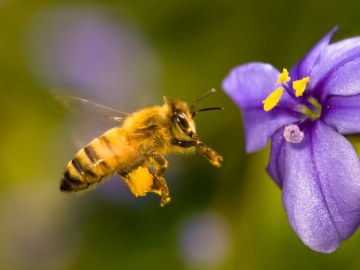 Abeja y flor