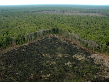 Selva talada ilegalmente fuera de las concesiones de APP, en Riau (Sumatra)