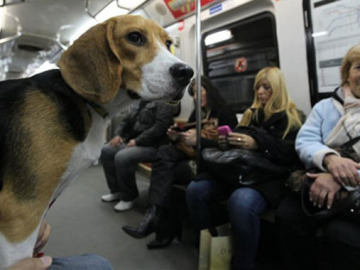 Un beagle en el metro (foto de archivo)