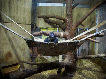 Un gorila en su cesto