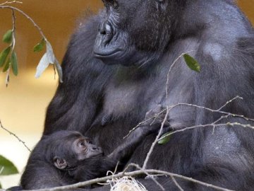 El nuevo gorila que nació ayer en el Parque de la Naturaleza de Cabárceno