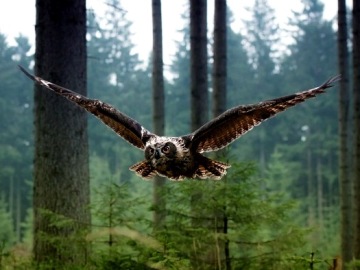 Un búho vuela en un bosque