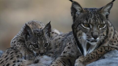 Jaén es una de las principales zonas de linces ibéricos de la Península Jaén es una de las principales zonas de linces ibéricos de la Península