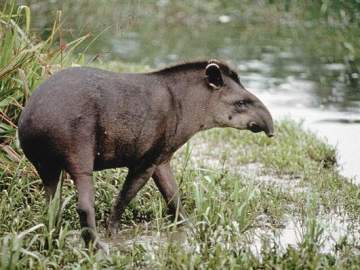 "Tapirus Kabomani"