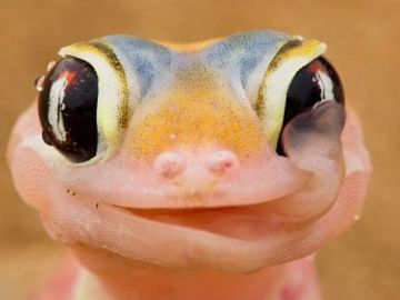 Gecko 