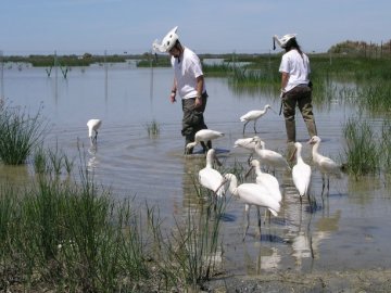 Espátulas en los humedales