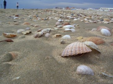 Conchas en la playa