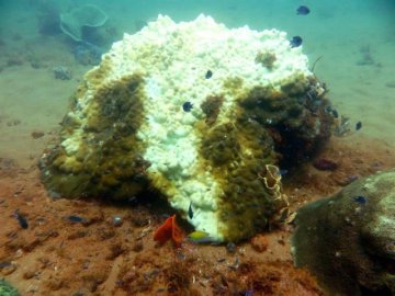 Coral balnqueado por el calentamiento