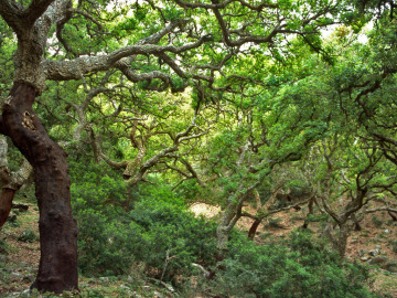 Parque Natural los Alcornocales (andalucía)