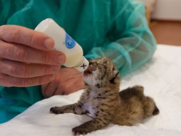 Cría de lince mamando de un biberón