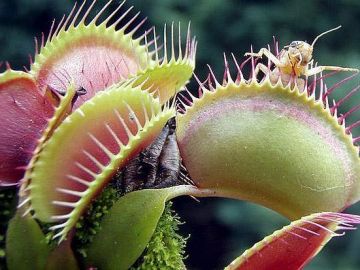 Planta carnívora con insectos