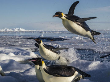 Pingüinos sobre el agua