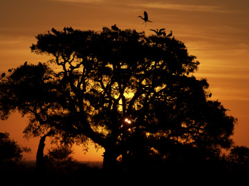 Pajarera, parque de Doñana