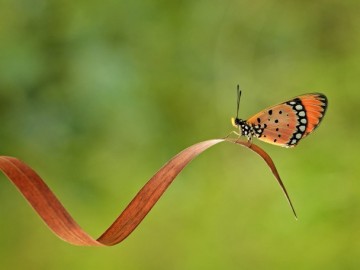 Pequeña mariposa