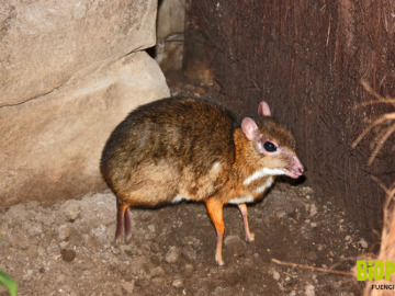 El ciervo-ratón más pequeño del mundo