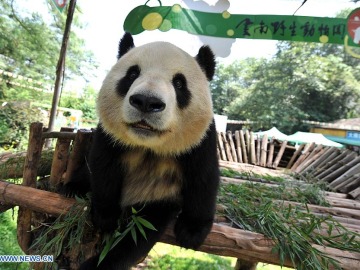 Osa Panda Sijía