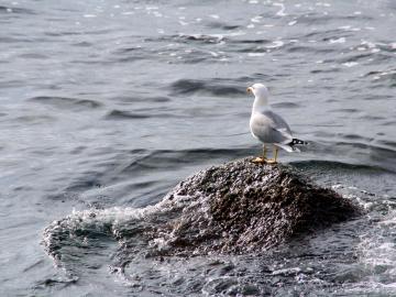 Las aves del litoral catalán tienen plástico en su estomago 