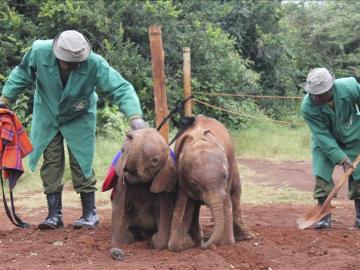 Bebés elefante en el orfanato de Kenia