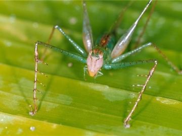Saltamontes