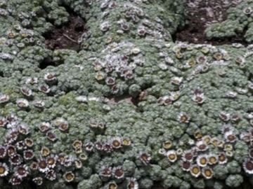 El grupo de botánica de la Universidad CEU descubre una nueva especie vegetal en Perú