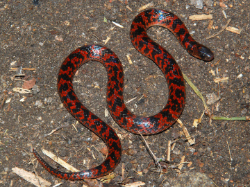 Descubren una nueva especie de serpiente no venenosa en Brasil 