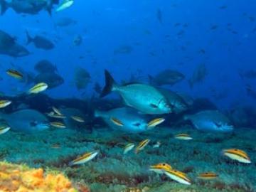 Fondo marino de El Hierro