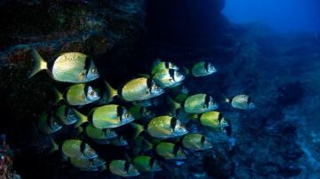 Peces en el mar de las Calmas