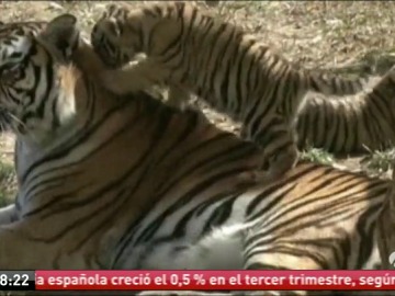 Tigres siberianos